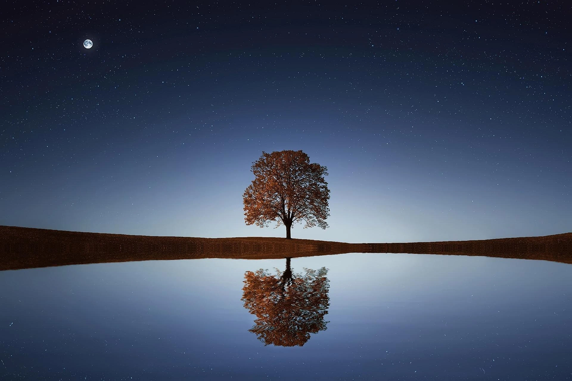tree-838667_1920 Réflexions, point de vue de psychologue